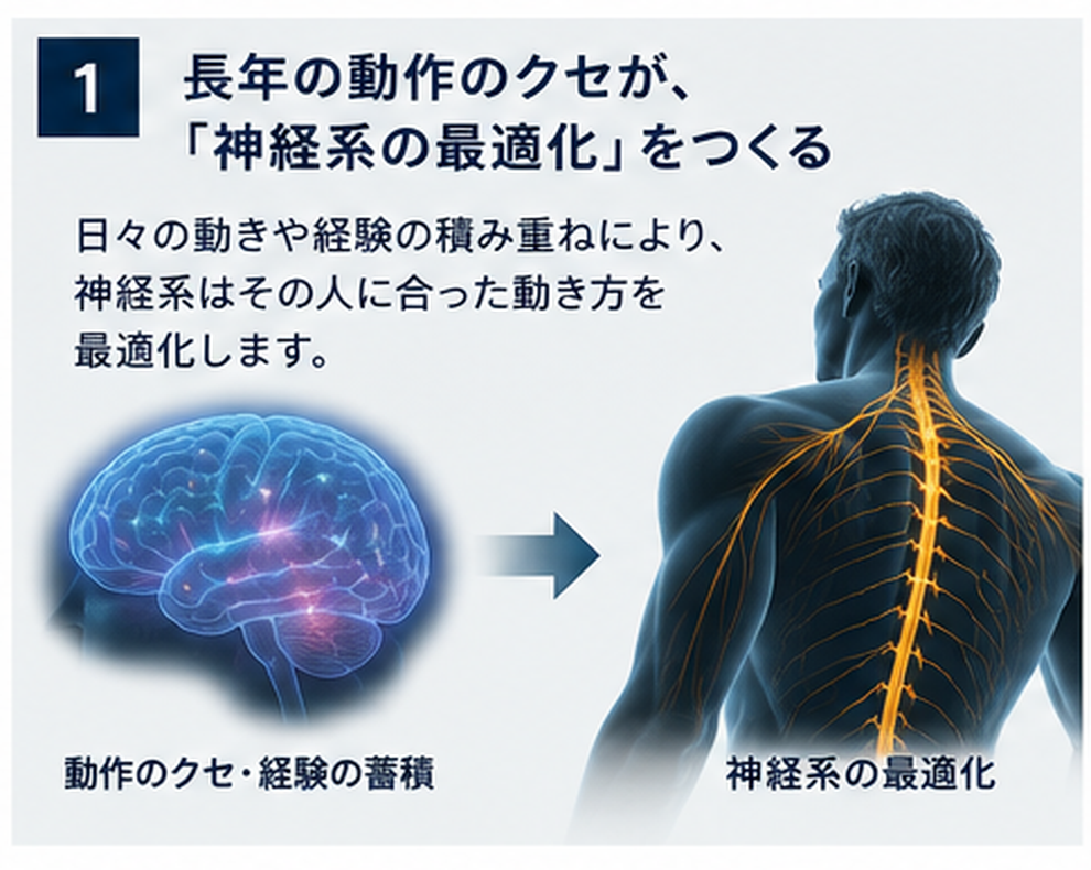 長年の動作経験によって特定の動きに神経系が適応することを示す概念図